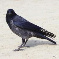 corvidism